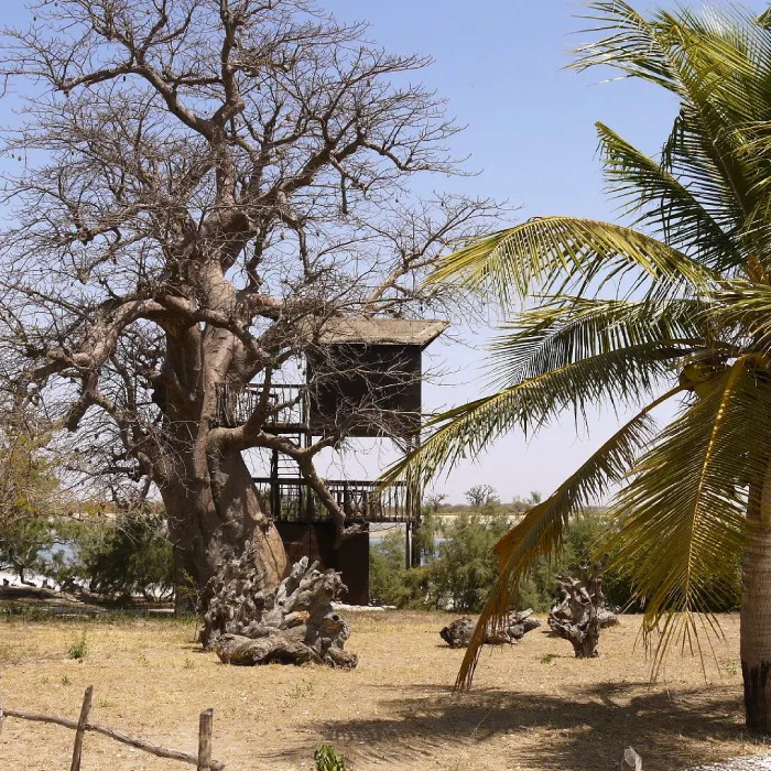 Cabane et baobab