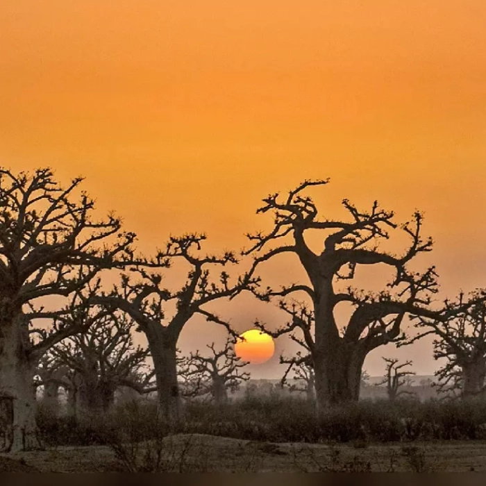 Voyage immersif au Sénégal