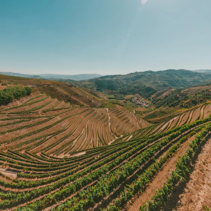 Vignes