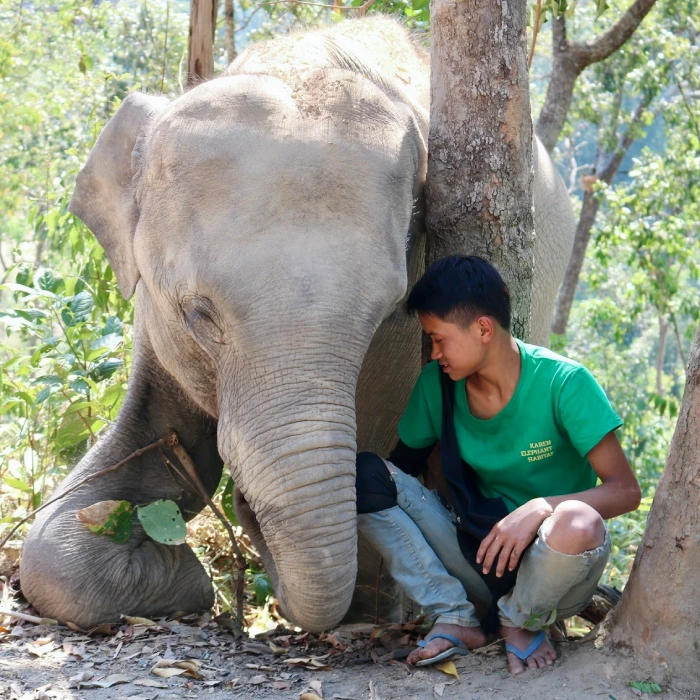 Nature elephant park