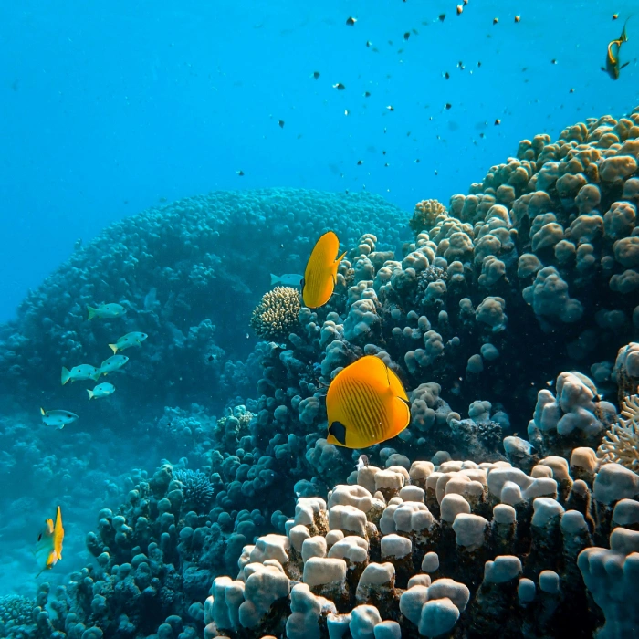 Plongée en Mer rouge